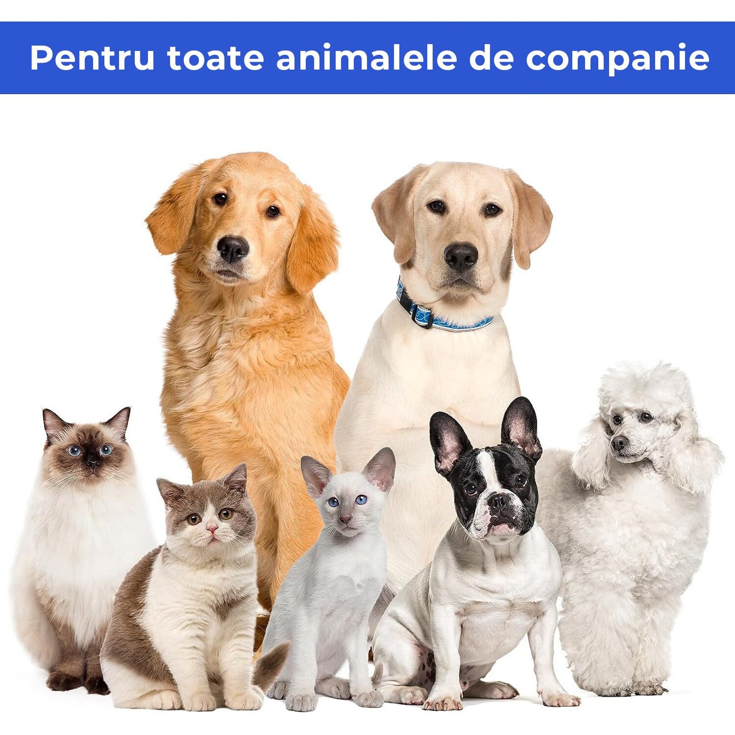 Masina De Tuns Animale - Set 5 in 1